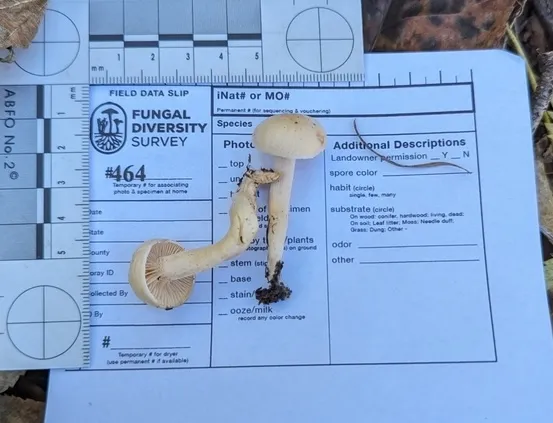 Woodwax IN07 (Hygrophorus sp-IN07)