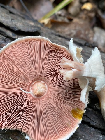 Slinder-Stemmed Agaricus (Agaricus leptocaulis)