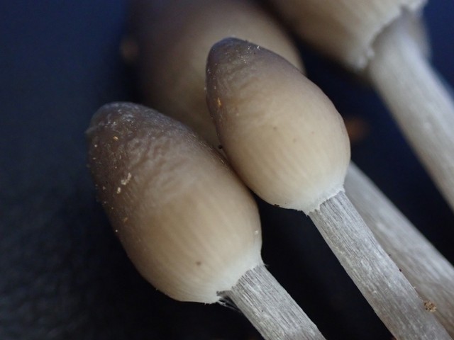 Clustered Bonnet (Mycena inclinata-IN01)
