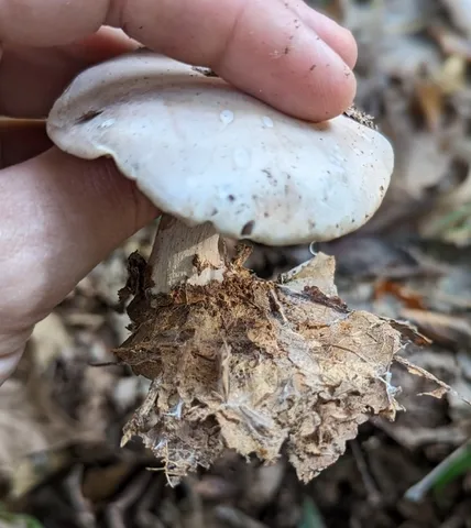 Blewit (Collybia nuda)
