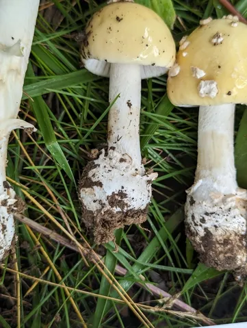 undefined (Amanita sp-IN34)