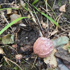 Dune Stinkhorn