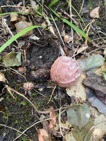 Dune Stinkhorn (Phallus hadriani)