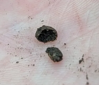 undefined (Hymenogaster spp.)
