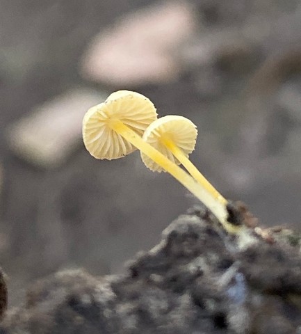 Walnut Mycena (Mycena crocea)