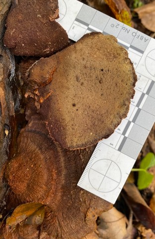 Clustered Bracket (Inonotus cuticularis)