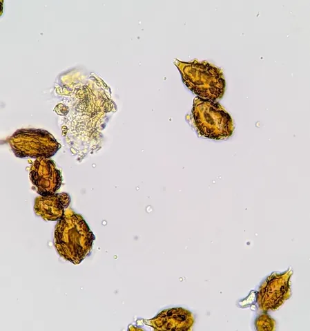 undefined (Hymenogaster spp.)