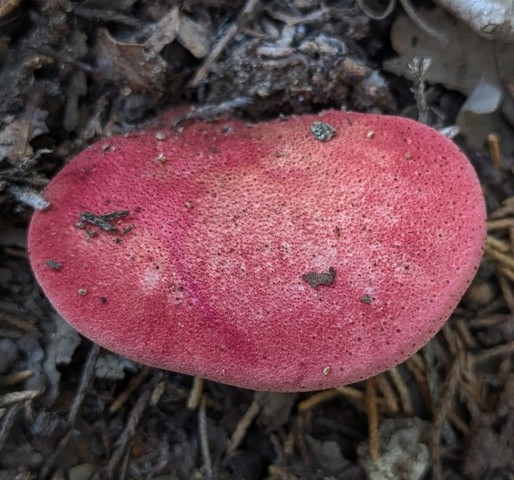 Beefsteak Fungus (Fistulina americana)