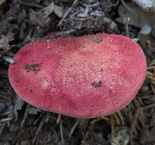 (Fistulina americana)