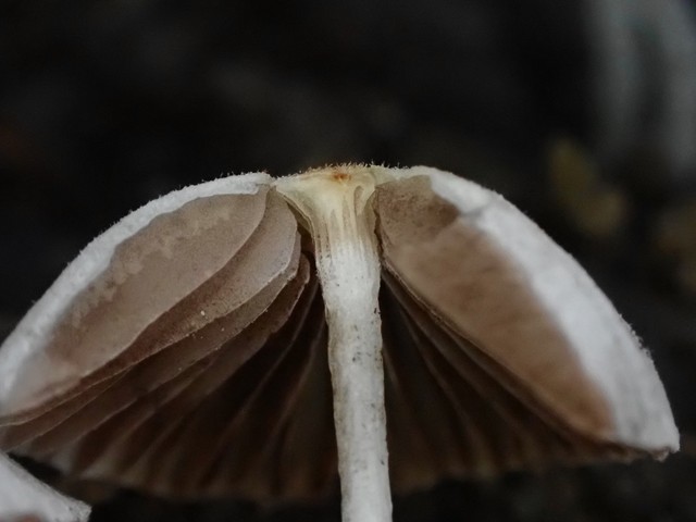 Trooping Crumble Cap (Coprinellus disseminatus)