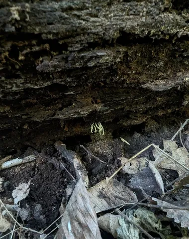 Slinder-Footed Cordyceps (Cordyceps tenuipes)