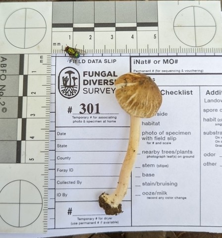 null (Inocybe sp-IN02)