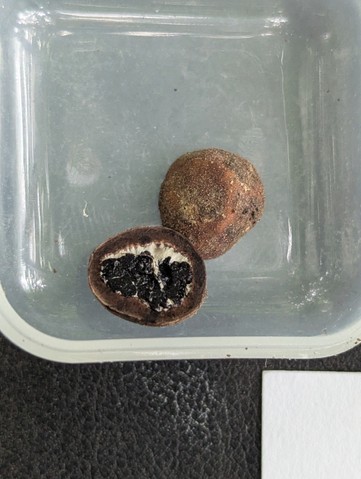 undefined (Elaphomyces dalemurphyi)