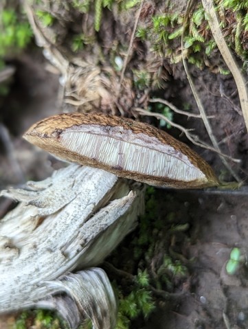 Blue-Staining Oak Leccinellum (Leccinellum quercophilum)