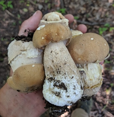 Atkinson's Bolete (Boletus atkinsonii)