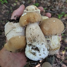 Atkinson's Bolete