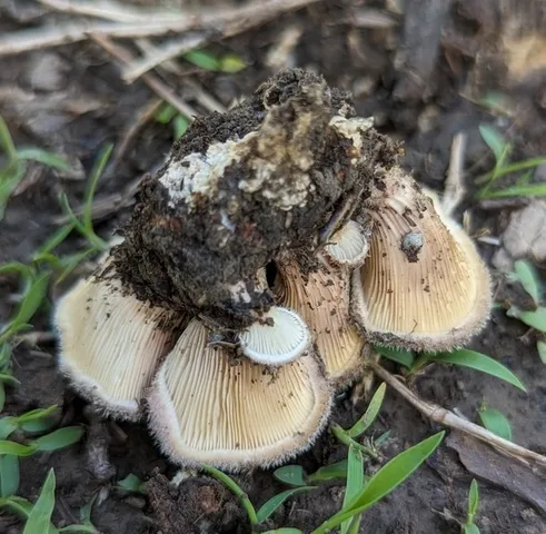 Hairy Oysterling (Panus lecomtei)