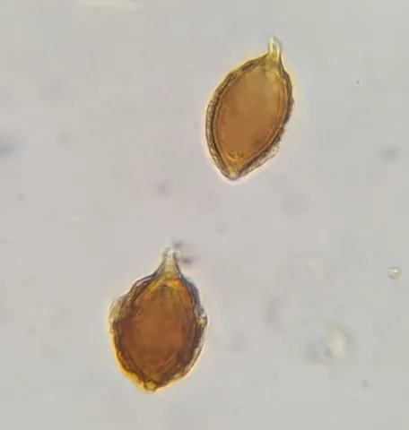 undefined (Hymenogaster spp.)
