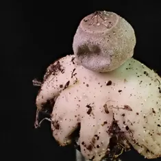Earthstars