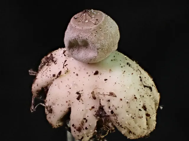 Geastrum sp.