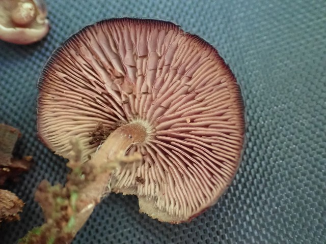 Purple-edged Lute (Callistosporium purpureomarginatum)