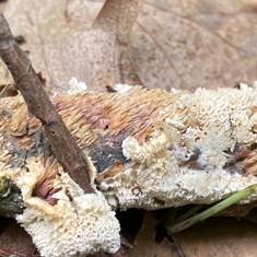 Milk-white Toothed Polypore