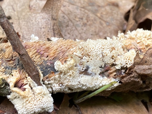 Milk-white Toothed Polypore (Irpex lacteus)