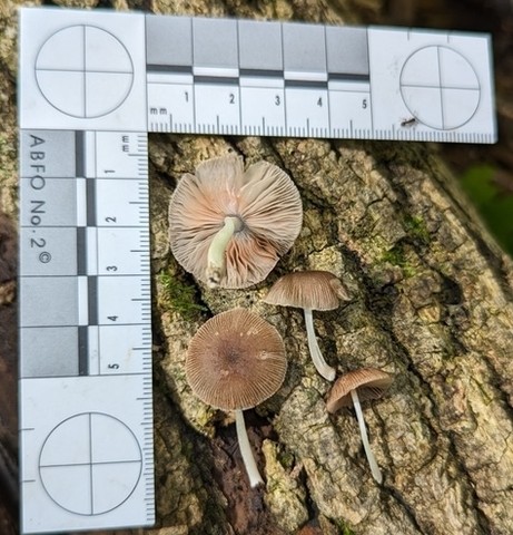 Pleated Pluteus (Pluteus longistriatus)