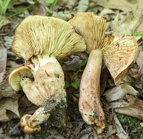 Tricholoma amarissimum