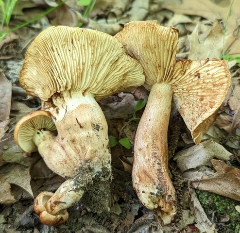 White-Banded Bitter Knight (Tricholoma amarissimum)