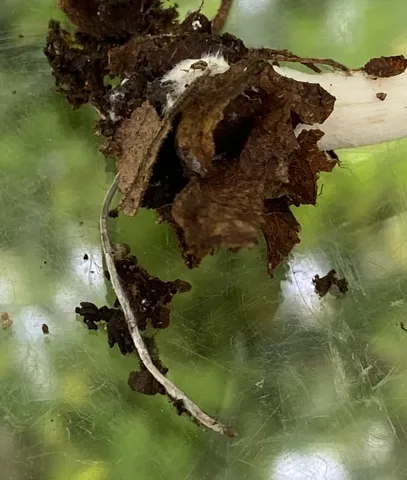 Pale Brittlestem (Candolleomyces candolleanus)