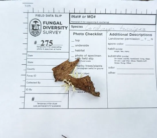 Slinder-Footed Cordyceps (Cordyceps tenuipes)