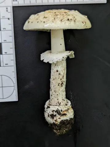 Small Funnel-veil Amanita (Amanita multisquamosa)