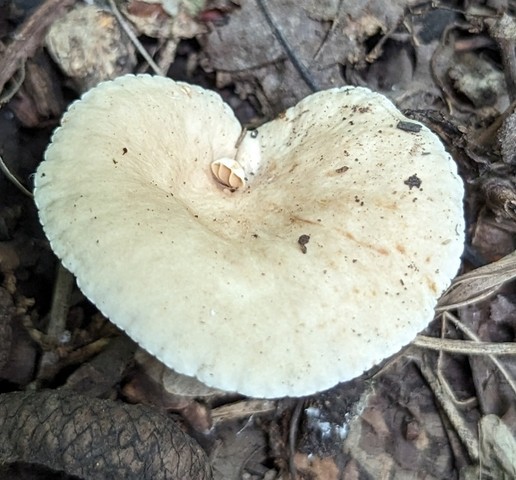 null (Lactarius subplinthogalus)