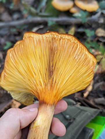 Eastern American Jack-o'-lantern (Omphalotus illudens)