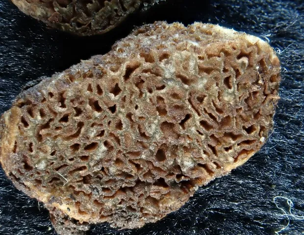 (Hymenogaster)