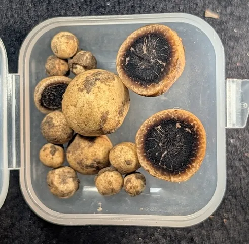 undefined (Elaphomyces spp.)