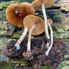 Viscid Bolbitius