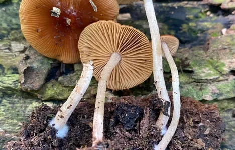 Viscid Bolbitius (Bolbitius viscosus)