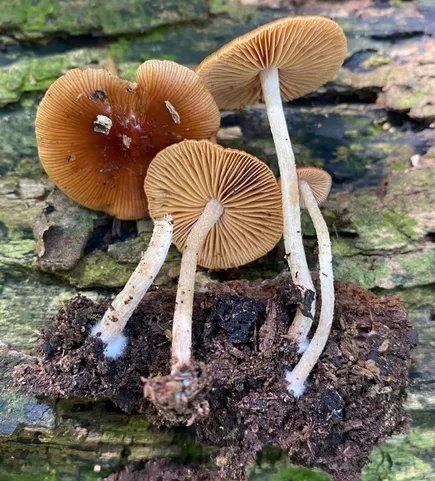 (Bolbitius viscosus)