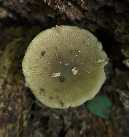 Dingy Twiglet (Simocybe centunculus)