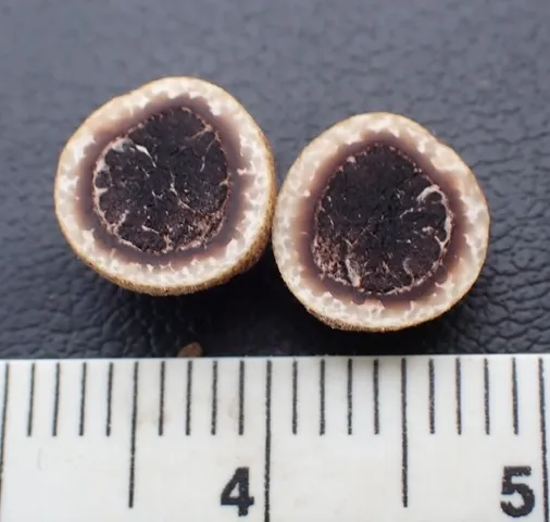(Elaphomyces)