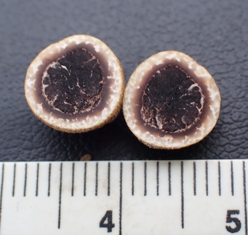 undefined (Elaphomyces sp.)
