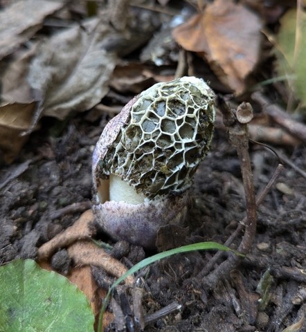 Dune Stinkhorn (Phallus hadriani)