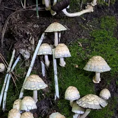 Scaly Ink Cap