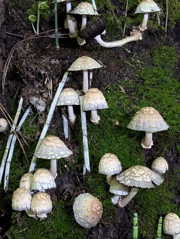 Coprinopsis variegata
