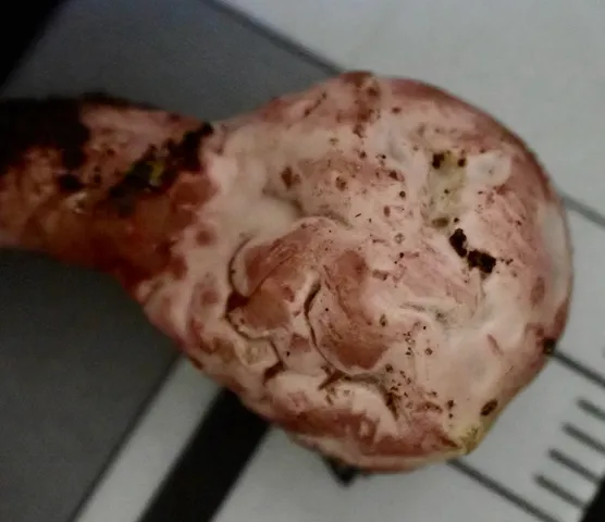 undefined (Phallogaster cf. phillipsii)