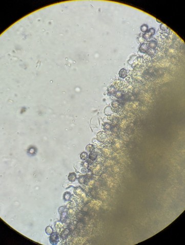 Common Milkcaps (Lactarius sp.)