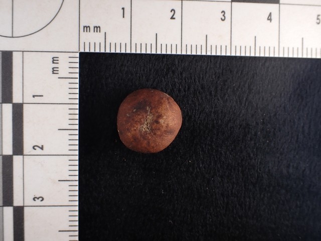 undefined (Elaphomyces sp.)