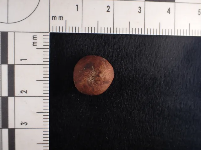 undefined (Elaphomyces spp.)